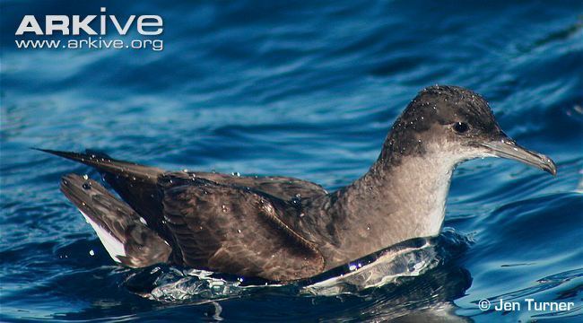 Hutton's shearwater Hutton39s shearwater videos photos and facts Puffinus huttoni ARKive