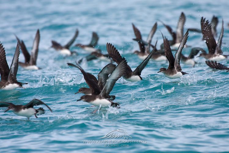 Huttons Shearwater Alchetron The Free Social Encyclopedia