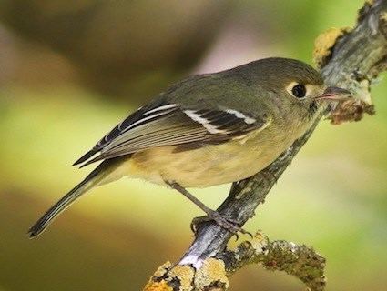 Hutton's vireo Hutton39s Vireo Identification All About Birds Cornell Lab of