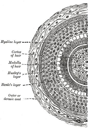 Huxley's layer