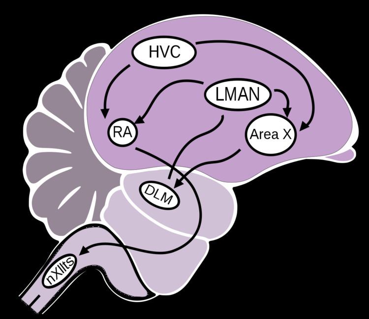 HVC (avian brain region)