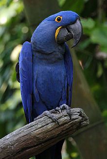 Hyacinth macaw httpsuploadwikimediaorgwikipediacommonsthu