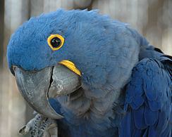 Hyacinth macaw Hyacinth macaw Wikipedia