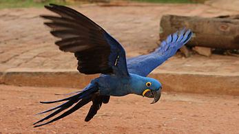 Hyacinth macaw Hyacinth macaw Wikipedia