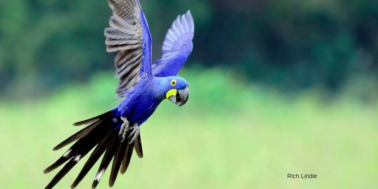 Hyacinth macaw Hyacinth Macaw Brazil39s endangered glamour bird Top Birding Tours