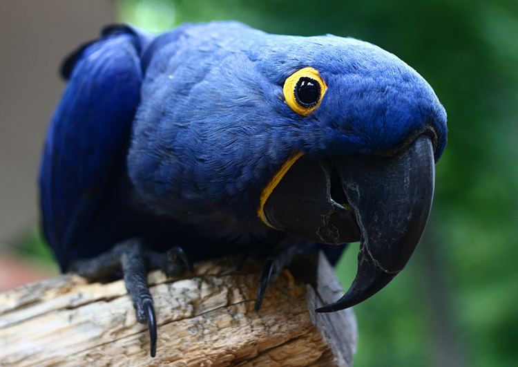 Hyacinth macaw Hyacinth Macaw Endangered South America