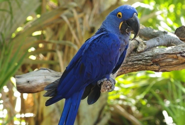 Hyacinth macaw Hyacinth Macaw Largest Parrot