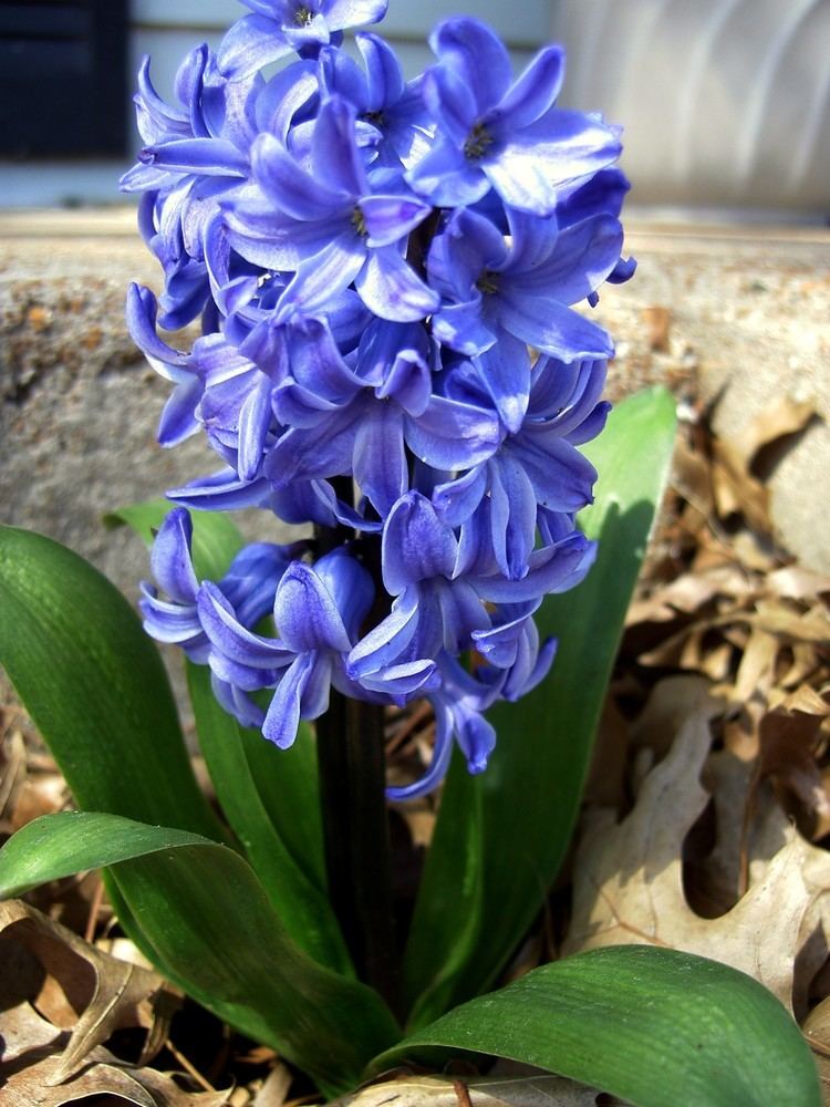 Hyacinth (plant) How to Plant Potted Hyacinths Garden Guides