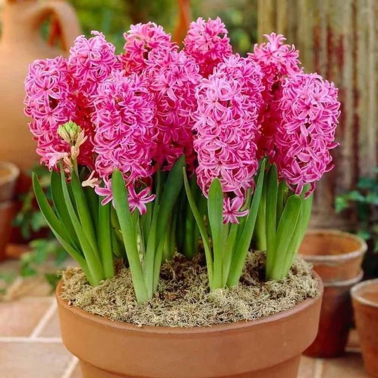 Hyacinth (plant) How to Grow Hyacinth The Hyacinth mixture is gorgeous Home