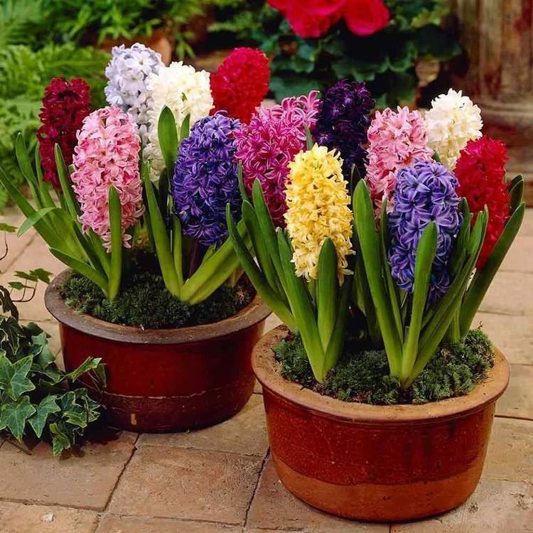 Hyacinth (plant) How to Grow Hyacinth The Hyacinth mixture is gorgeous Home