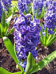 Hyacinth (plant) httpsuploadwikimediaorgwikipediacommonsthu