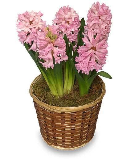 Hyacinth (plant) POTTED HYACINTH 6inch Blooming Plant All House Plants Flower