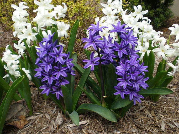 Hyacinth (plant) Hyacinth Flowers Facts VarietiesGrowing and Plant Caring Tips