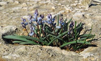 Hyacinthella Hyacinthella millingenii Flora of Cyprus a dynamic checklist