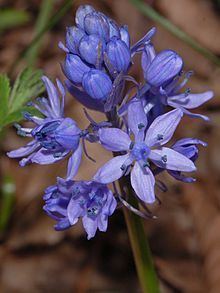 Hyacinthoides italica httpsuploadwikimediaorgwikipediacommonsthu