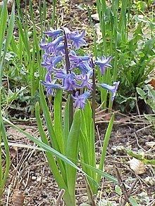 Hyacinthus orientalis httpsuploadwikimediaorgwikipediacommonsthu
