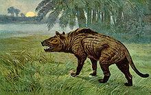 Hyaenodon Hyaenodon Wikipedia