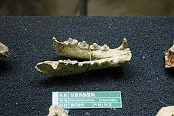 Hyaenotherium httpsuploadwikimediaorgwikipediacommonsthu