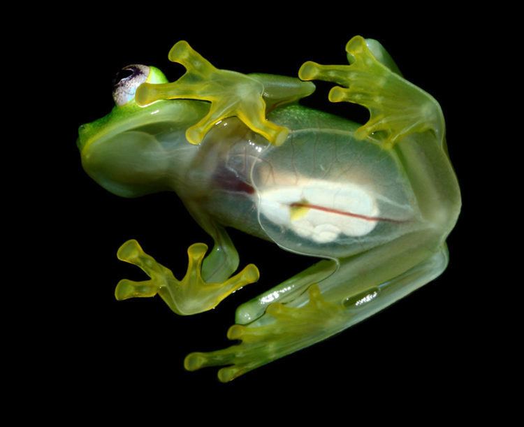 Hyalinobatrachium Hyalinobatrachium dianae New Species of Glassfrog Discovered in