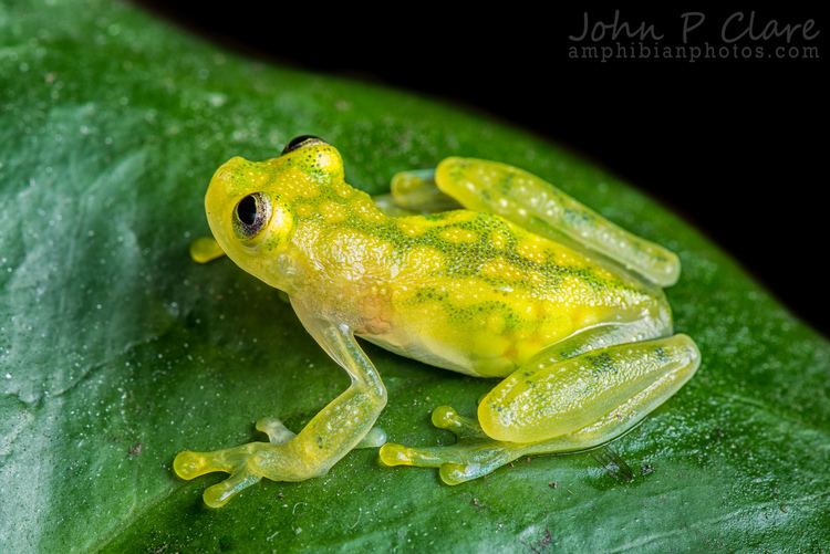 Hyalinobatrachium Hyalinobatrachium valerioi Glass Frog Gravid female Rainforest