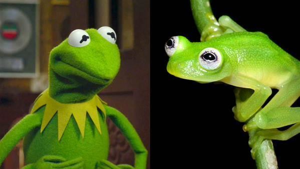 Hyalinobatrachium dianae They39ve found the real Kermit the frog in Costa Rica Critter