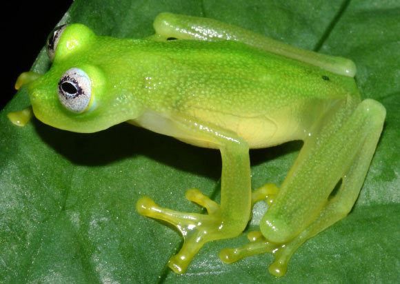 Hyalinobatrachium dianae Hyalinobatrachium dianae New Species of Glassfrog Discovered in