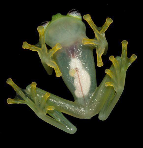 Hyalinobatrachium dianae New species of glass frog discovered in Costa Rican mountains The