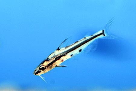 Hyalobagrus Hyalobagrus flavus Shadow Catfish Seriously Fish