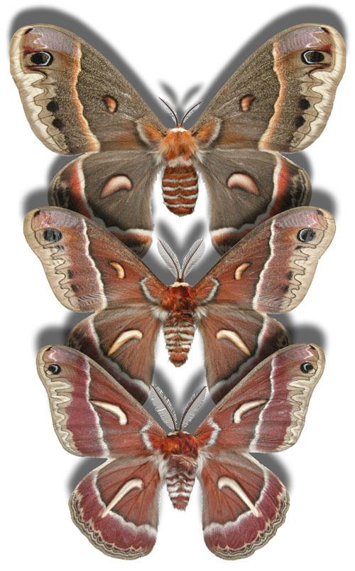 Hyalophora butterfliesaa6gorgButterfliesMothshyalophorajpg