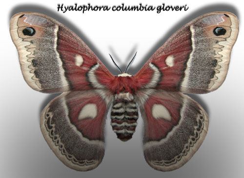 Hyalophora columbia Hyalophora columbia gloveri
