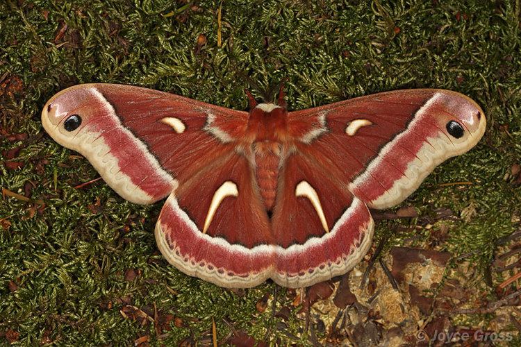 Hyalophora euryalus Hyalophora euryalus Ceanothus silk moth