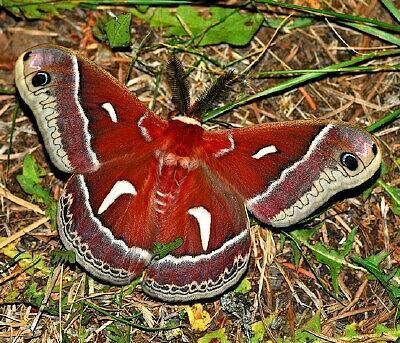 Hyalophora euryalus Moth Photographers Group Hyalophora euryalus 7770