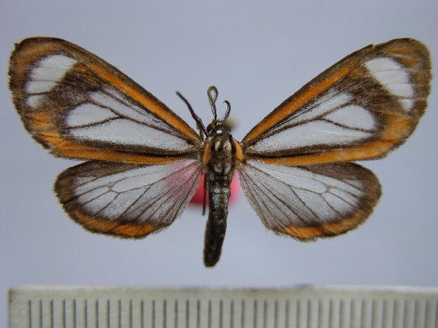 Hyalurga leucophaea