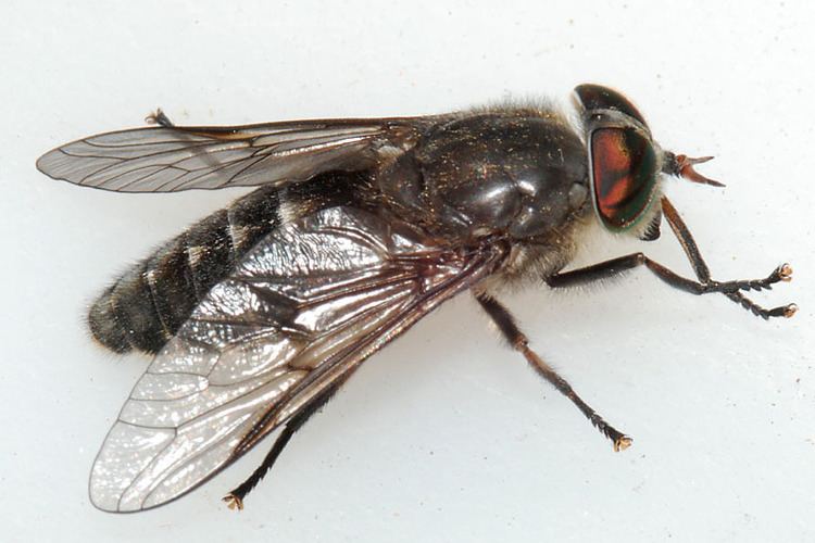 Hybomitra Hybomitra bimaculata Hairy legged horsefly identification images