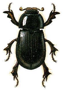 Hybosoridae httpsuploadwikimediaorgwikipediacommonsthu