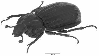 Hybosoridae Generic Guide to New World Scarab BeetlesHybosoridae