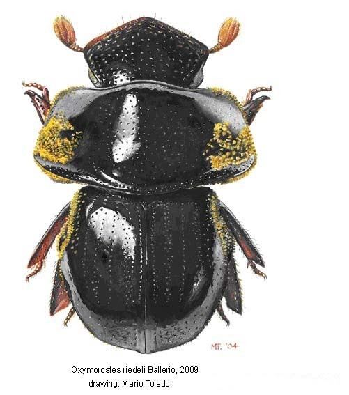 Hybosoridae Papua Insects Foundation ColeopteraHybosoridae