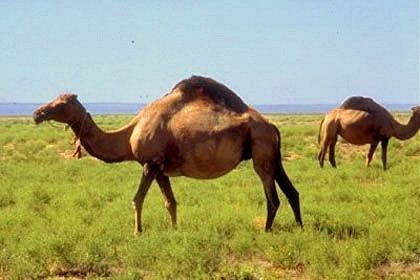 Hybrid camel Camel Types Dromedary Bactrian and Hybrid camels