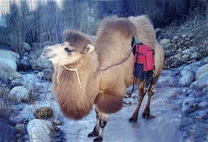 Hybrid camel httpssmediacacheak0pinimgcom736x923eec