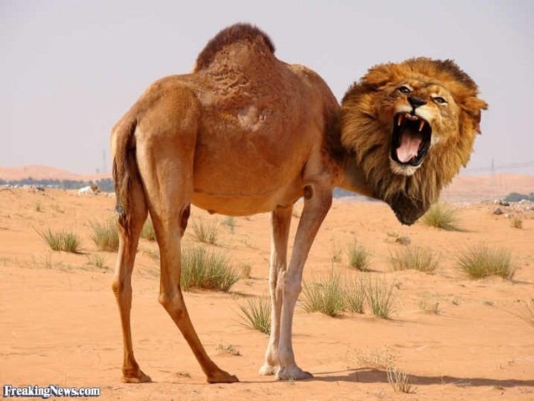 Hybrid camel Camel Lion Hybrid Pictures Freaking News