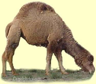 Hybrid camel Camel Breeds