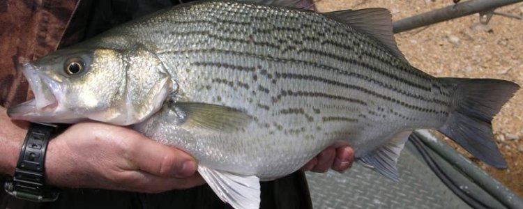 Hybrid striped bass Southeastern Pond Management
