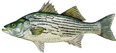 Hybrid striped bass httpsuploadwikimediaorgwikipediaendd5Hyb