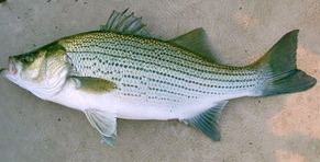Hybrid striped bass Hybrid Striped Bass Texas AampM AgriLife Extension Aquaculture