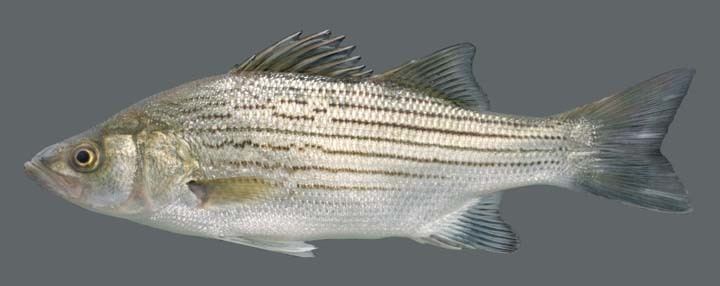 Hybrid Striped Bass (Wiper; Whiterock Bass)