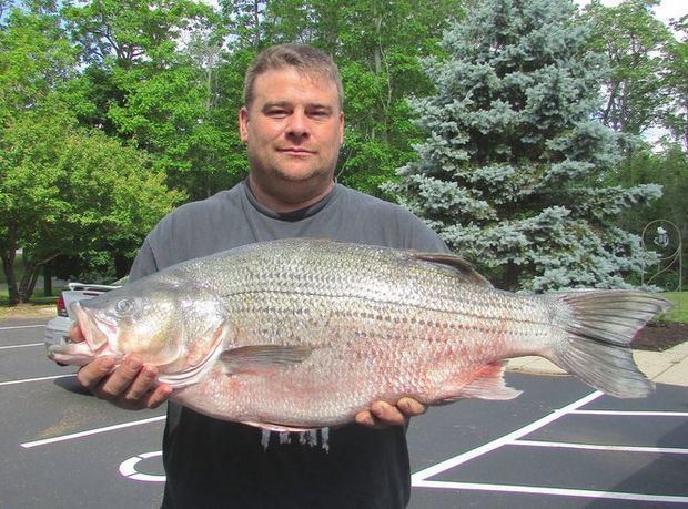 Hybrid striped bass Ohio Man Nabs State Record Hybrid Striped Bass OutdoorHub