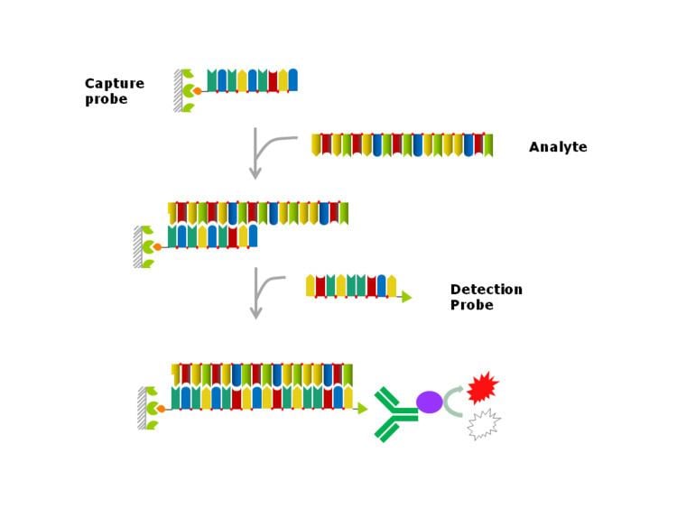 Hybridization assay