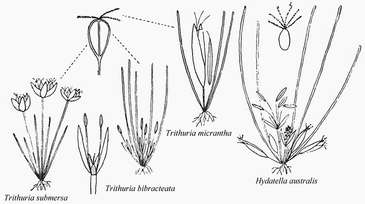 Hydatellaceae Angiosperm families Hydatellaceae Hamann