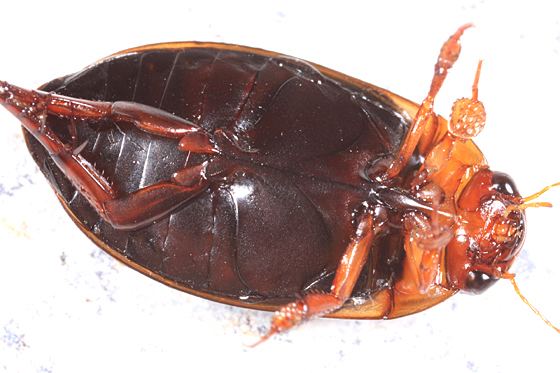 Hydaticus Predacious Diving Beetle Hydaticus cinctipennis BugGuideNet