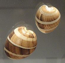 Hydatina albocincta httpsuploadwikimediaorgwikipediacommonsthu